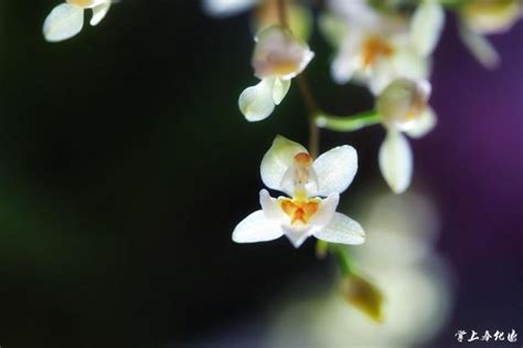 文心蘭的花語|文心蘭花語：隱藏的愛與快樂無憂的幸福密語 